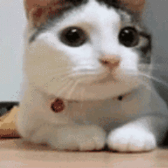 虎纹大猫 虎纹大猫
