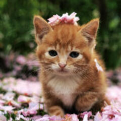 loveluoluo loveluoluo